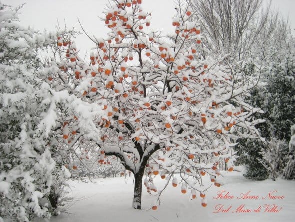 Albero cachi sotto la neve
