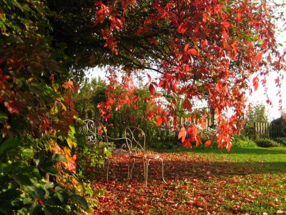 Giardino in autunno - Autumn garden